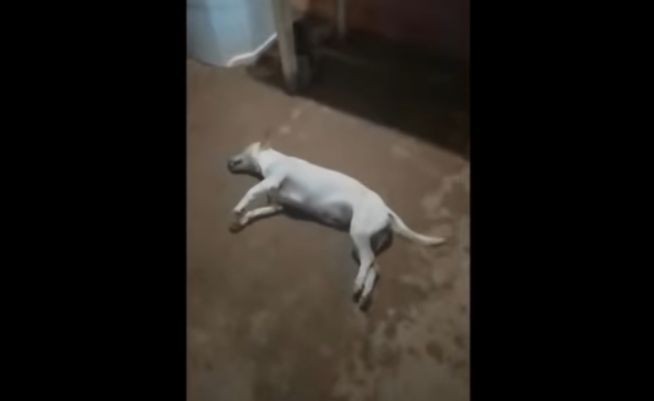 Homem suspeito de estuprar e matar cadela é preso no Pará