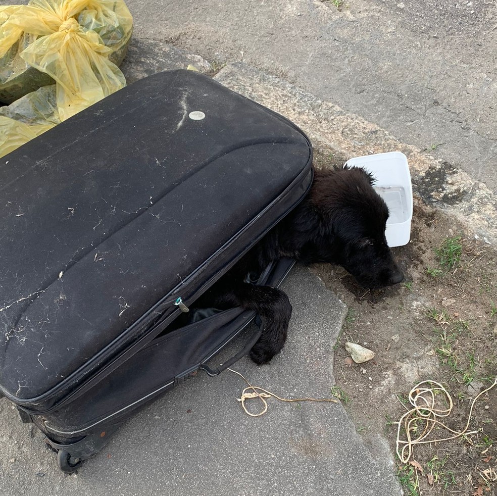 Cadela estava amordaçada dentro de mala abandonada em uma rua no Fonseca, em Niterói — Foto: Reprodução