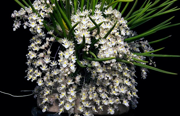 Maior Exposição de Orquídeas de SP traz mil plantas - Casa e Jardim | Agenda