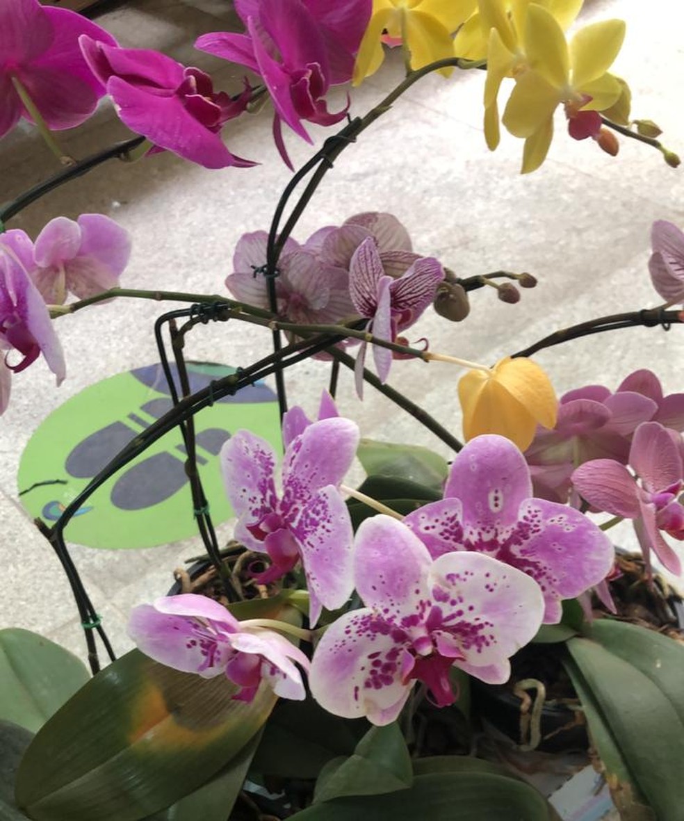 João Pessoa recebe feira de orquídeas até dia 3 de novembro | Paraíba | G1