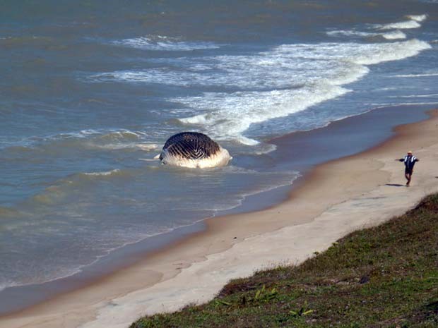 Baleia encalha no litoral do Rio Grande do Norte 2 (Foto: Maurício Kosima/Cedida)