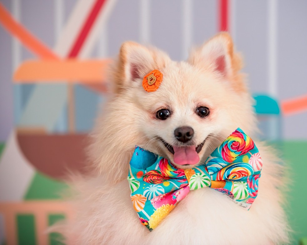 Dog from Itapetininga (SP) has more than six thousand followers in social networks - Photo: Personal Archive / Andressa Queiroz Vieira 