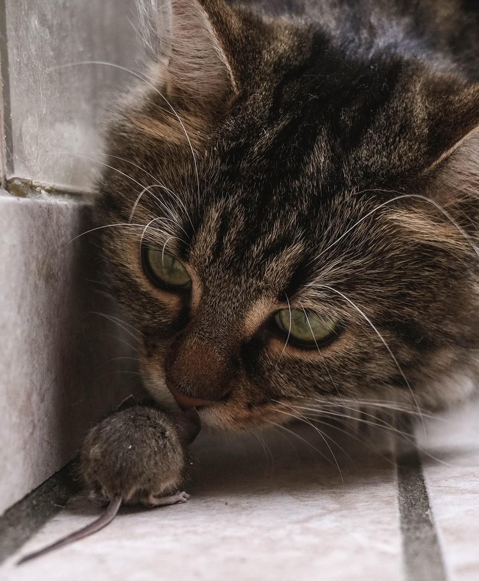 Se o seu gato levar uma presa para casa, remova-a mediante o uso de luvas — Foto: Pexels/ Katherine Mihailova/ Creative Commons