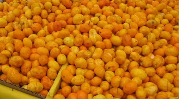 Pequi: fruta combate o envelhecimento, segundo pesquisa (Foto: Wiki Commons)