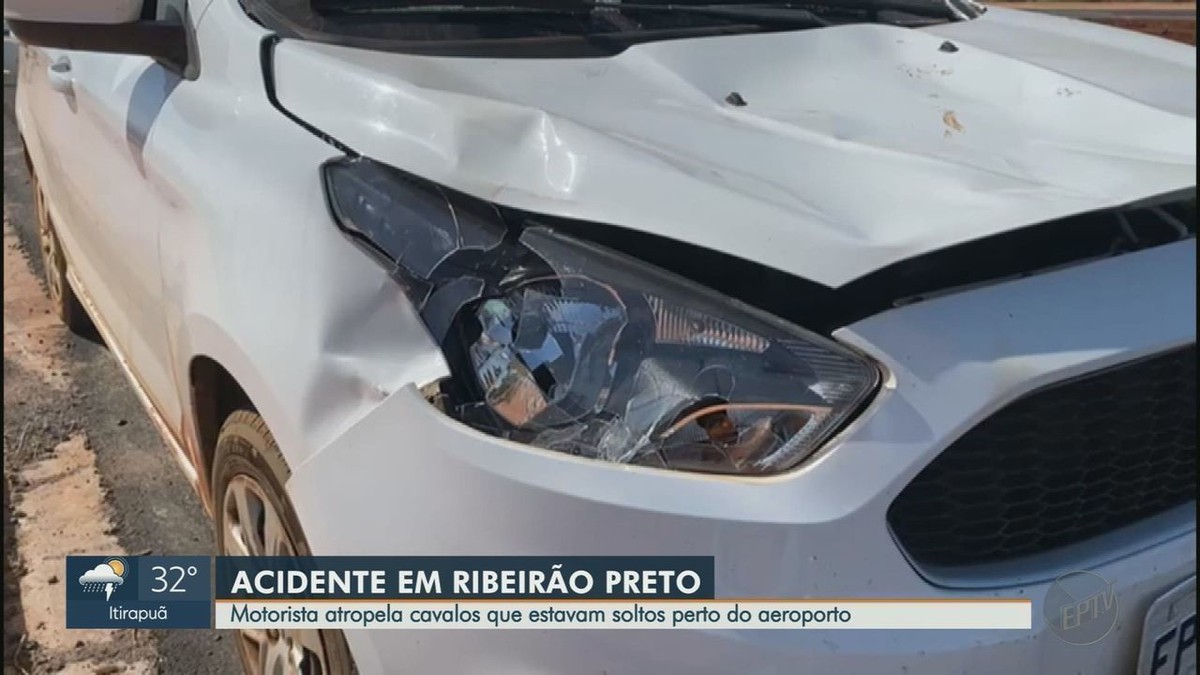 Conducteur écrase des chevaux en liberté sur l’Avenida Thomaz Alberto Whatelly à Ribeirão Preto, SP |  Ribeirao Preto et la France