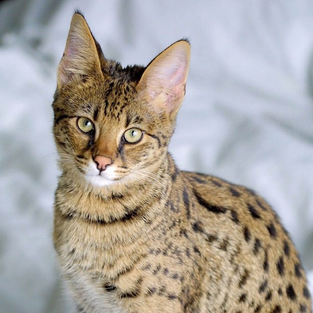 Casal francês paga milhares de euros por um gato Savannah e descobre que comprou um bebê tigre (Foto: Reprodução)