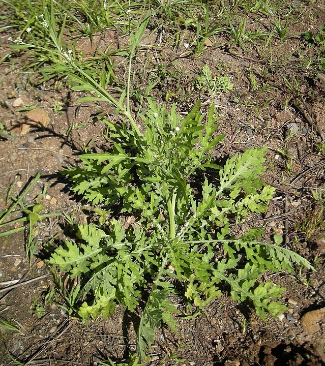 Espécie de planta invasora Parthenium hysterophorus (Foto: Wikimedia Commons )