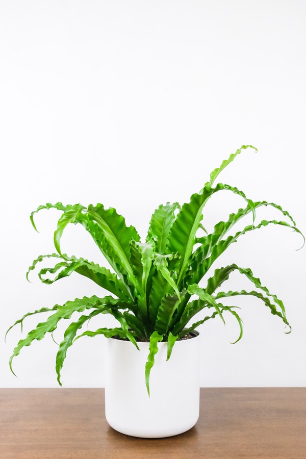 Conheça o asplênio, planta de cultivo simples e prima da samambaia (Foto: Unsplash)