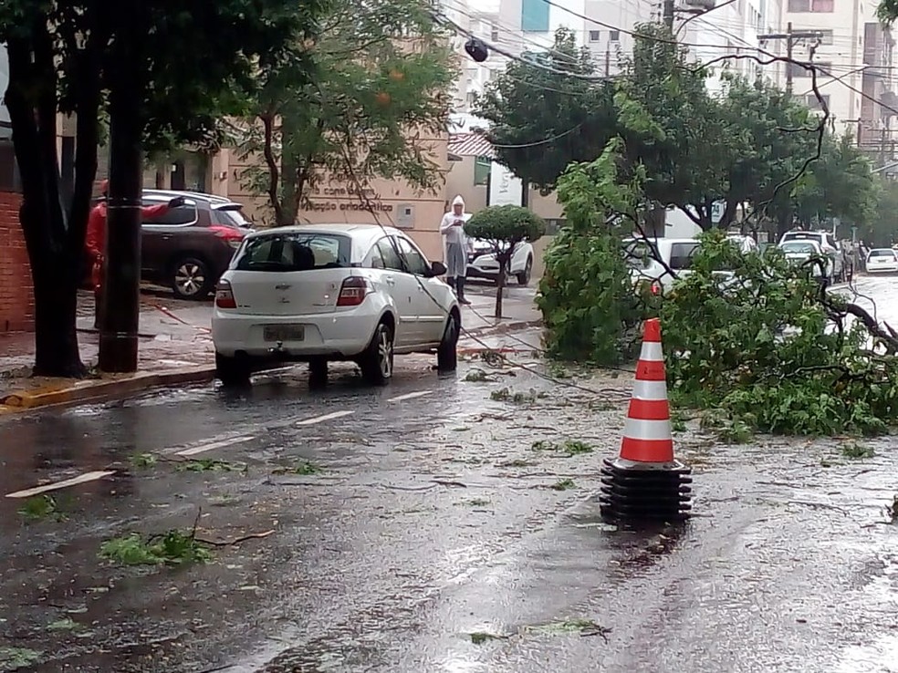 Árvores, galhos e fios caíram em vários pontos da cidade em razão da tempestade — Foto: David Melo/TV Morena