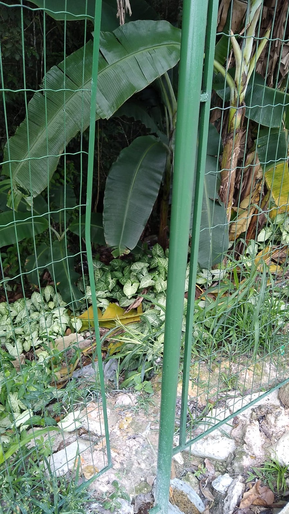 Grade por onde assaltante entrou na área do Musa em Manaus — Foto: Divulgação