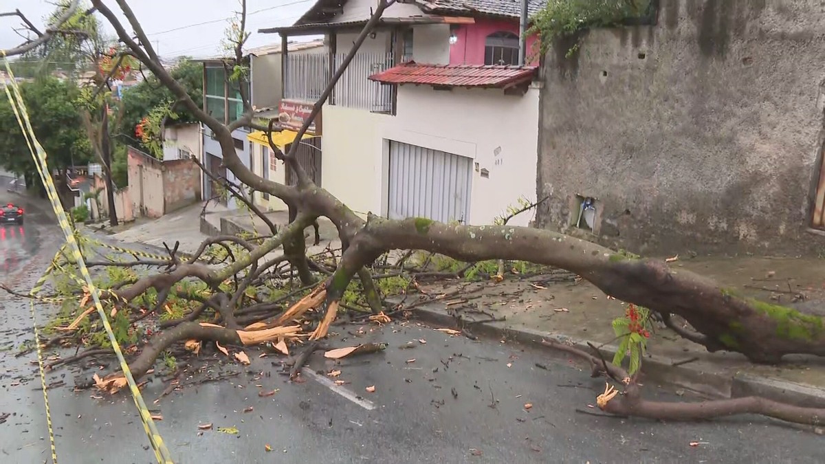 Chuva provoca queda de árvore no bairro Céu Azul, em BH Minas Gerais G1