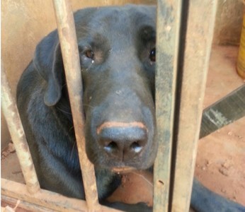 Labrador encontrado com sinais de maus tratos em depósito no Riacho Fundo, no DF (Foto: Carolina Mourão/Arquivo Pessoal)
