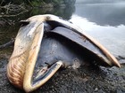 Mais de 330 baleias são encontradas mortas na Patagônia chilena