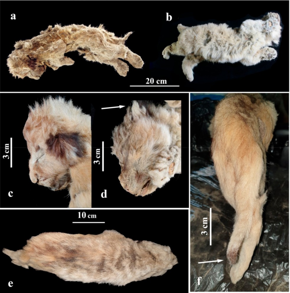 Reprodução de imagem publicada na revista científica Q Quaternary com imagens de leão-das-cavernas que foi encontrado congelado — Foto: Reprodução/Q Quarternary