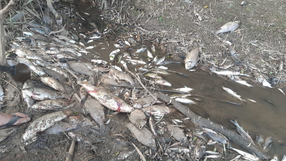 Cetesb avalia que morte de peixes é decorrência de baixa oxigenação no Rio Piracicaba — Foto: Edijan Del Santo/EPTV