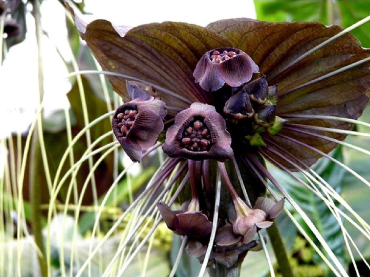 Apesar de ser chamada também de “orquídea-morcego”, esta espécie exótica não tem parentesco com as orquídeas, na verdade ela pertence a família Dioscoreaceae, a mesma do inhame (Foto: Flickr / rick Bottom / CreativeCommons)