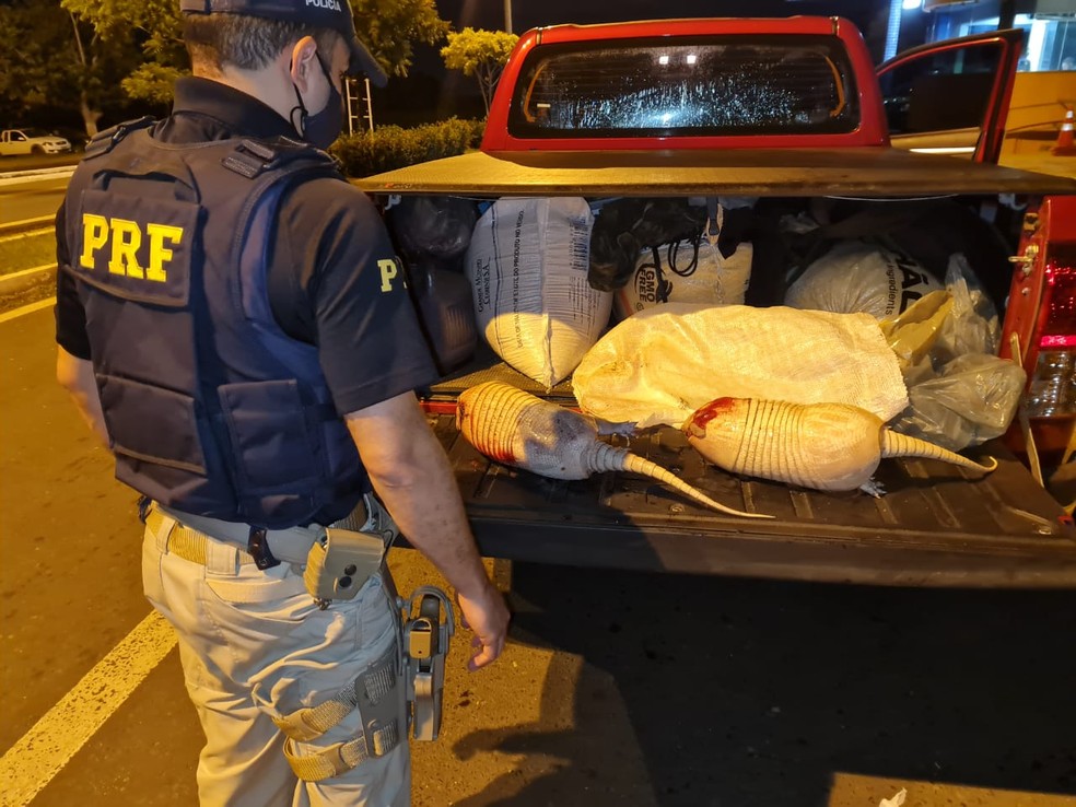 Homens são presos com tatus mortos e queijo transportado de forma irregular no Maranhão — Foto: Divulgação/PRF