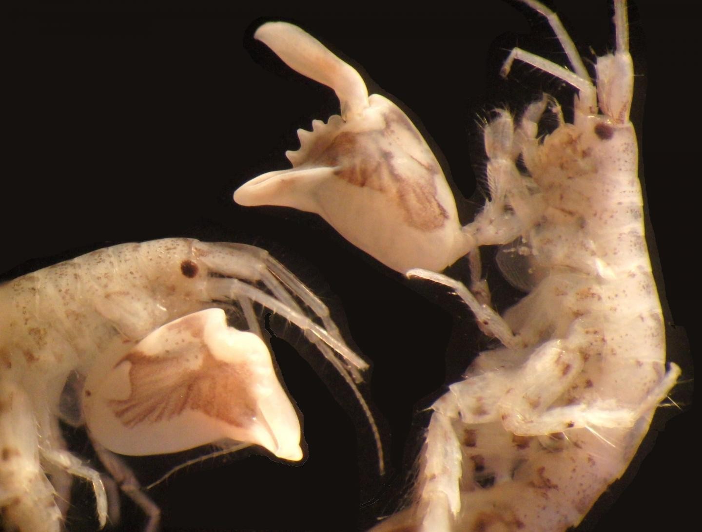 Anfípodes vistos a partir de um microscópio (Foto: Patek Lab)