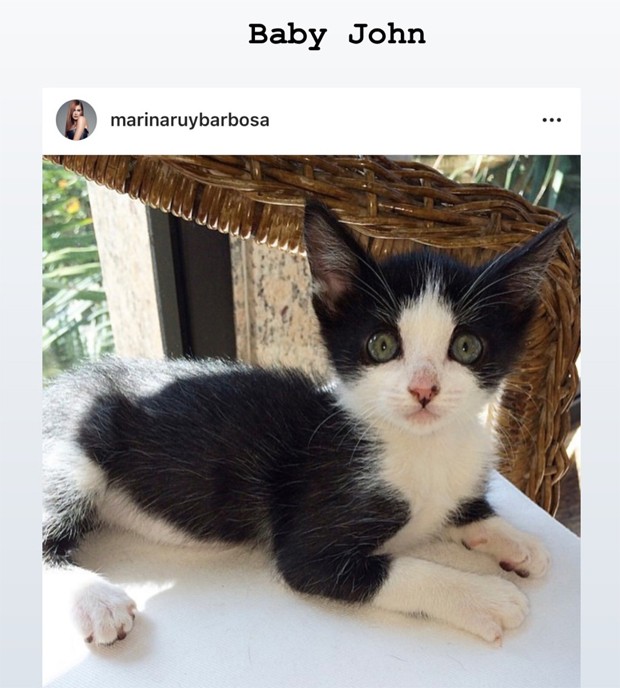 John, gatinho de Marina Ruy Barbosa (Foto: Reprodução / Instagram)
