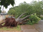 Chuva e ventania de 56 km/h causam novos estragos em Dourados, MS