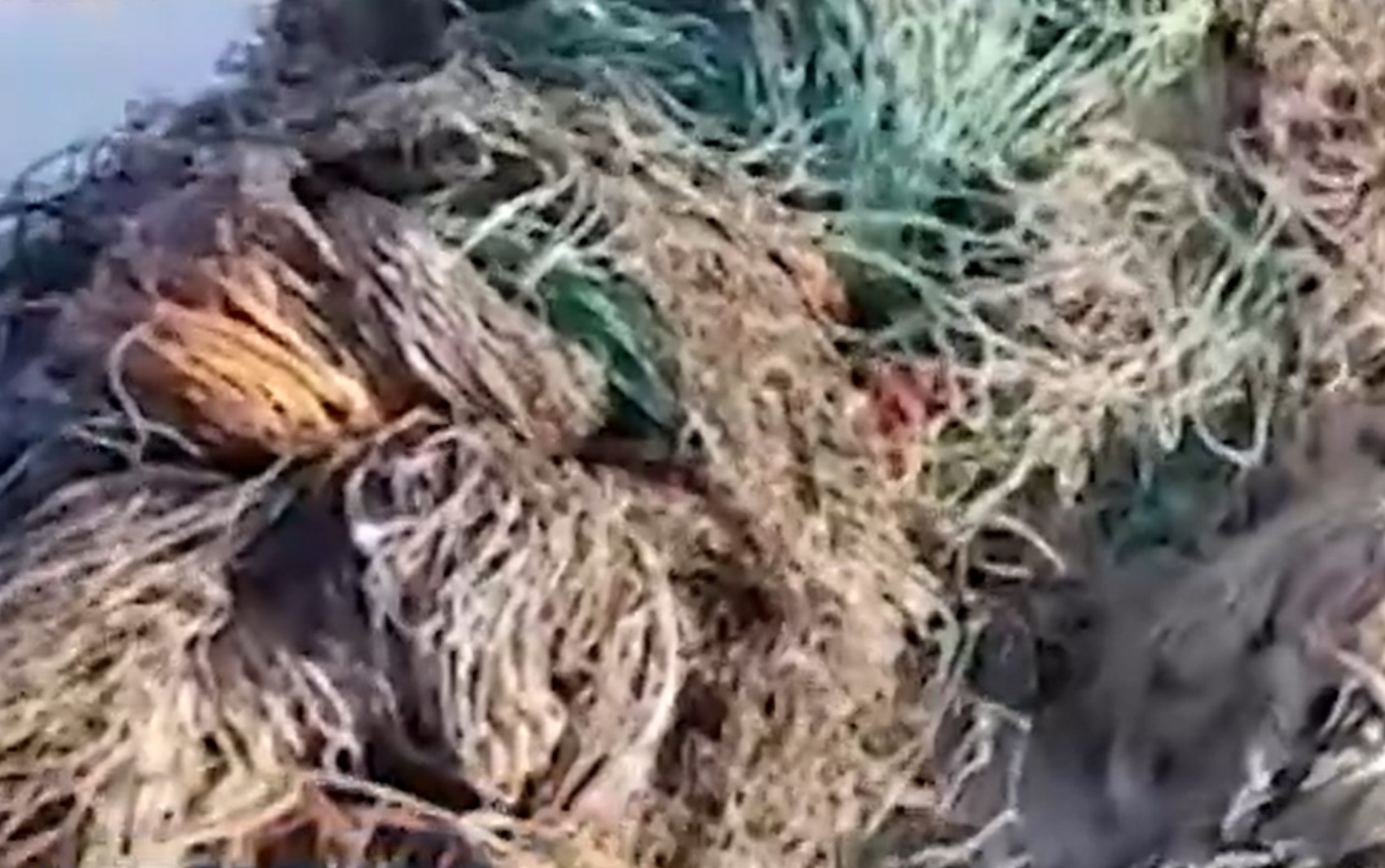 Duas tartarugas ficam presas em rede de pesca em praia no sul da Bahia; um dos animais morreu