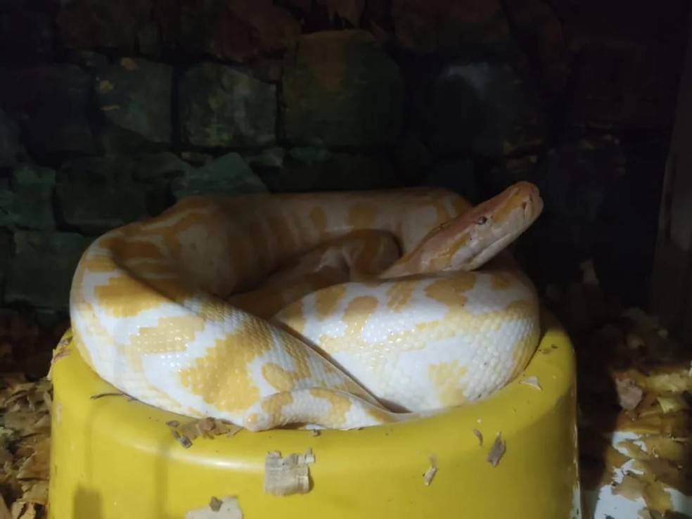 Píton Albina (Python Mollurus Albina) resgatada em cativeiro em SC — Foto: PMA/Divulgação