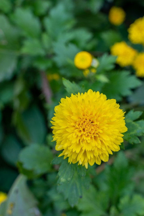 A selective focus shot of small yellow chrysanthemum flowers growing in the garden (Foto: Freepik)