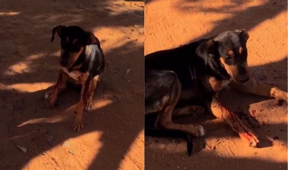 Testemunha registrou o cachorro om pata ensanguentada em vídeo. — Foto: Reprodução