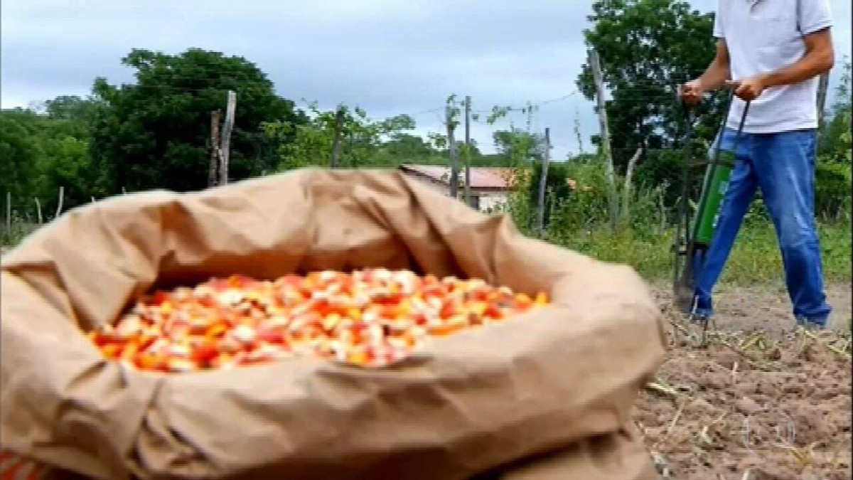 Pequenos agricultores do Ceará recebem sementes para a próxima safra thumbnail