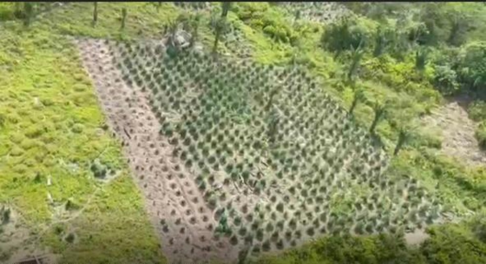 PF identifica e prende propriet&aacute;rios de ro&ccedil;as de maconha no interior do Maranh&atilde;o &mdash; Foto: Divulga&ccedil;&atilde;o/PF