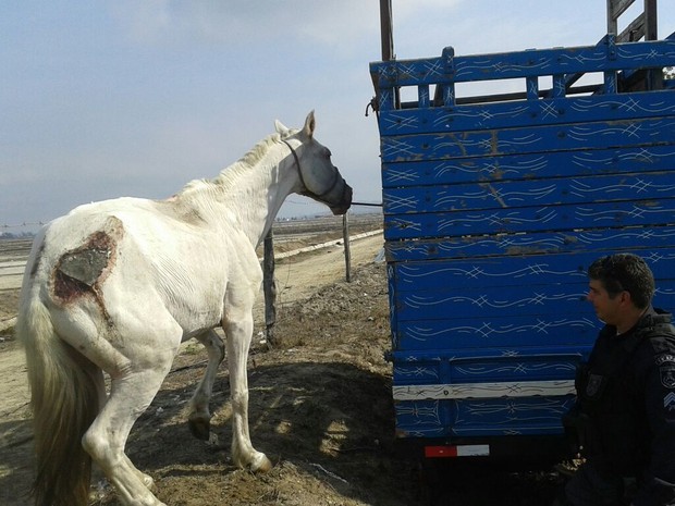 Cavalo era usado para transportar material de construção (Foto: Divulgação / Polícia Militar)