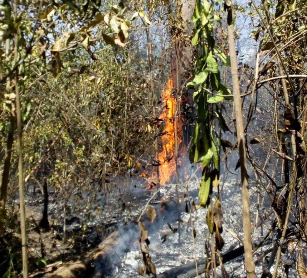 Índios dizem que fogo começou há quase duas semanas (Foto: Guga Kalapalo/Arquivo pessoal)