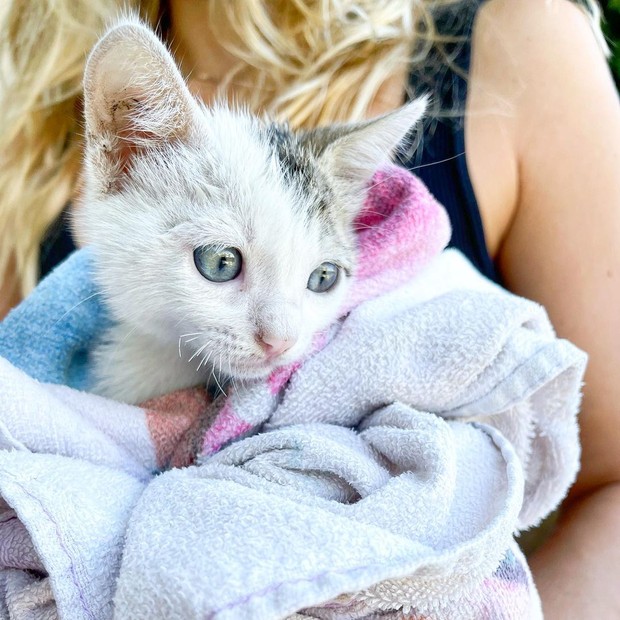 Isabella Santoni adota gato para a irmã (Foto: Reprodução/Instagram)