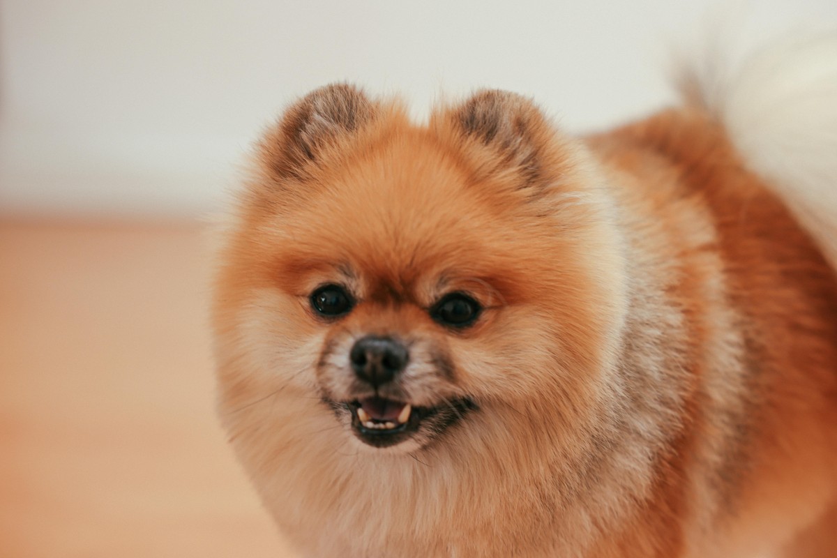 Spitz Alemão: conheça as raças de cachorro mais amadas | Feito Curioso