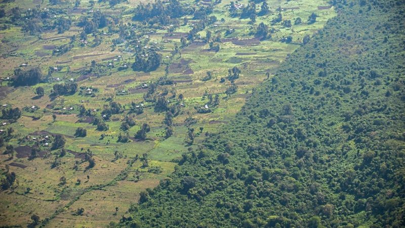 Parque Nacional de Virunga, na República Democrática do Congo, está ameaçado pela pressão agrícola (Foto: ANDREAS BRINK via BBC News)