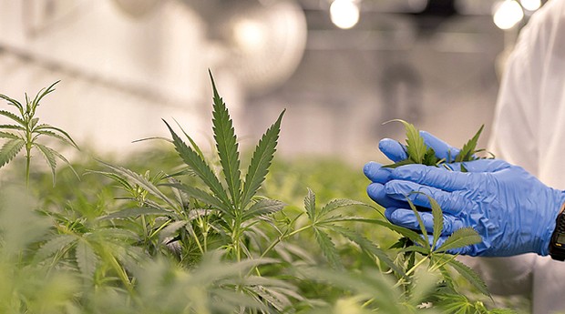 Anvisa libera venda de três produtos à base de cannabis - Pequenas Empresas  Grandes Negócios | Economia