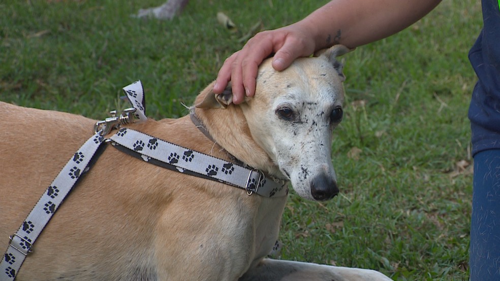 Reportagem revelou os bastidores das carreiras, como são chamadas as corridas de galgos. — Foto: Reportagem/RBS TV