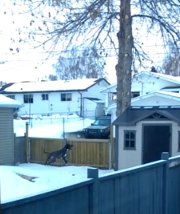 Cachorro tentando 'salto impossível' para alcançar galhos de árvore virou sensação na web (Foto: Reprodução/YouTube/Adam Michaleski)