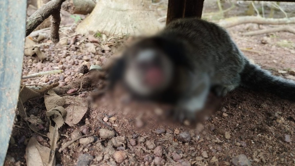 Macacos estão adoecendo e morrendo em chácara — Foto: Divulgação