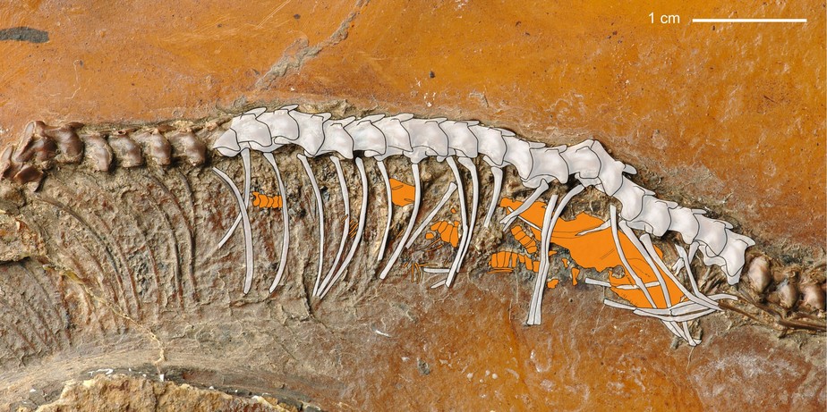 Messelophis variatus é o primeiro registro fóssil do mundo de uma cobra vivípara