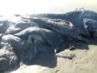 Criatura estranha é achada em praia no México e intriga autoridades