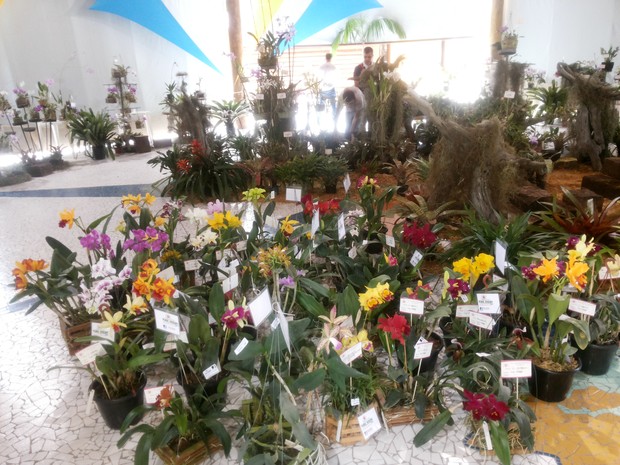 Exposição reúne cerca de 400 exemplares de orquídeas em Vitória.  (Foto:  Fernando França Lima/ Divulgação Vale)