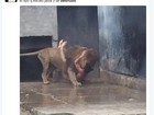 Leões são sacrificados no Chile após homem nu invadir jaula de zoológico