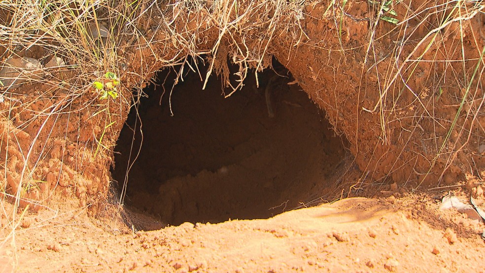 Buraco cavado na terra por um tatu-canastra (Foto: TV Globo/ReproduÃ§Ã£o)