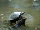 Estudo mostra que mercúrio tem afetado as tartarugas da Amazônia