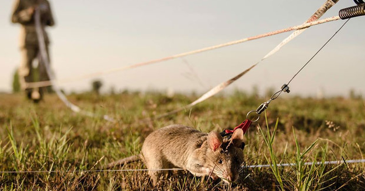 Chinês capturou rato gigante  O blog do chaparral - Glória do Ribatejo