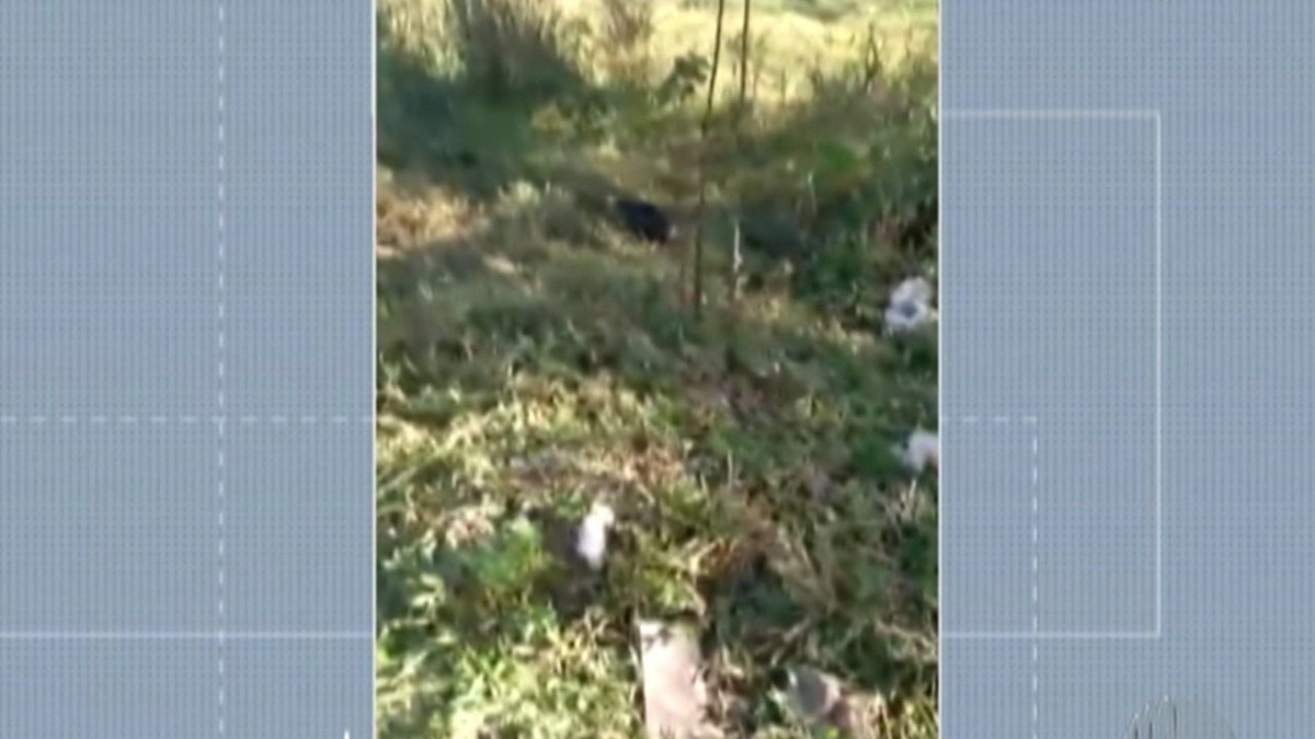Morte de cães e urubus em Jundiapeba preocupa morador do distrito de Mogi - Vimarsana News