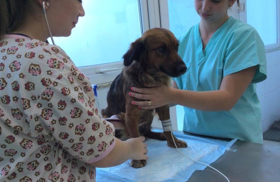 Animais com suspeita de infecção poderão ter diagnóstico gratuito em Guarujá, SP. — Foto: Reprodução