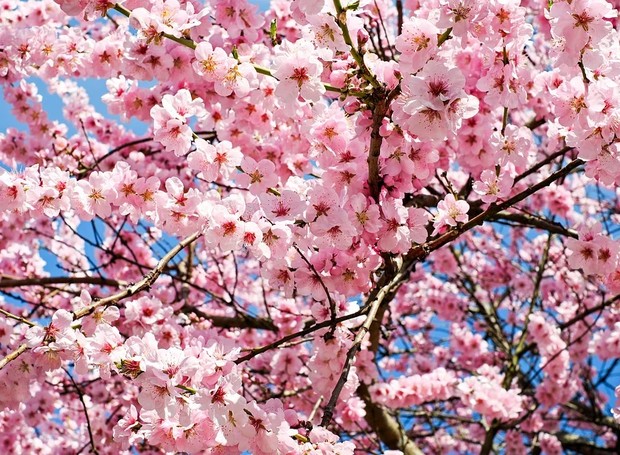 As flores de cerejeira emitem um aroma doce e leve quando estão atraindo polinizadores (Foto: Pixabay/Couleur/CreativeCommons)
