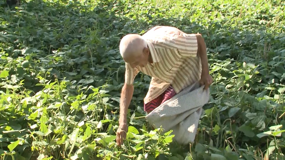 Este ano, seu Joaquim plantou feijão e, após as chuvas, está colhendo o que plantou (Foto: Reprodução/TV Paraíba)